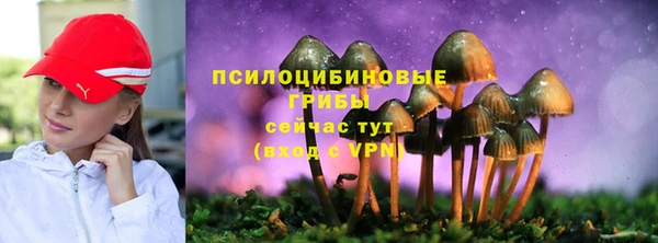 прущие грибы Надым