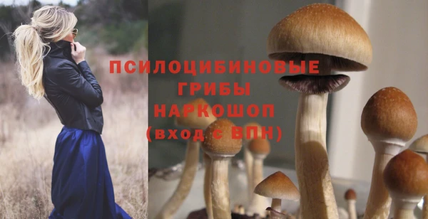прущие грибы Надым